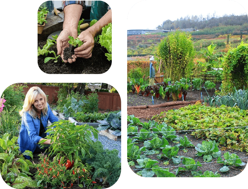 Apple Plant - Image 2