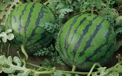 Watermelon Plant
